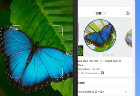 昆虫识别软件Picture Insect最新版 昆虫识别软件Picture Insect最新版